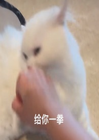 喵喵(1v1) 喵喵(1v1)